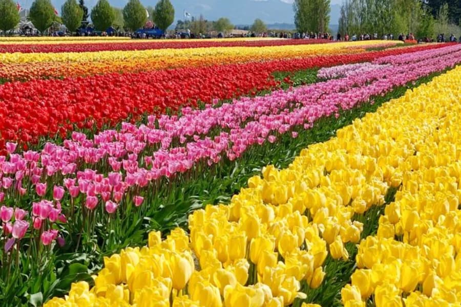 Tulip Festival