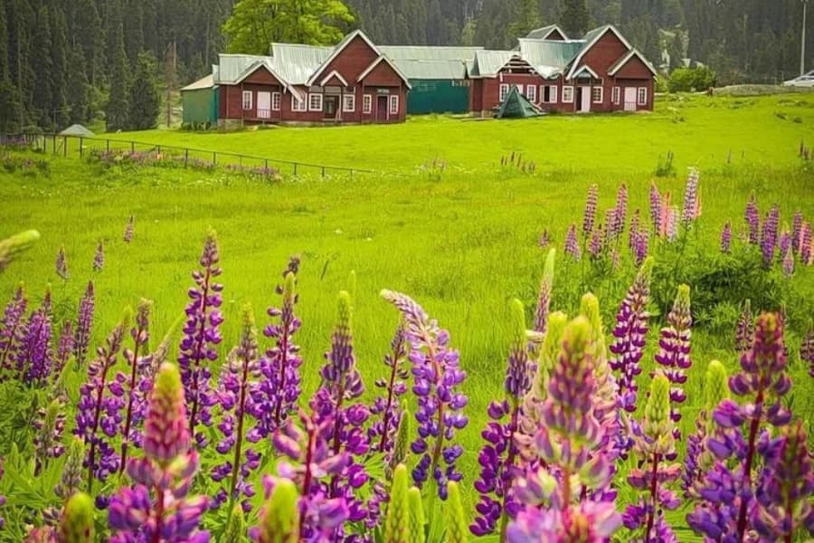Gulmarg: The Meadow of Flowers
