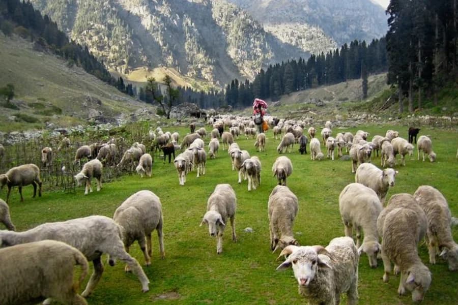 Pahalgam: The Valley of Shepherds